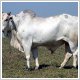 GENETICA - 